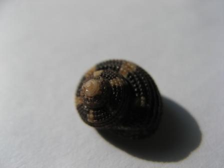 Che cos''� Clanculus crociatus?